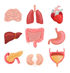 Human anatomy organs Royalty Free Vector Image