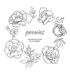Peonies Royalty Free Vector Image - VectorStock