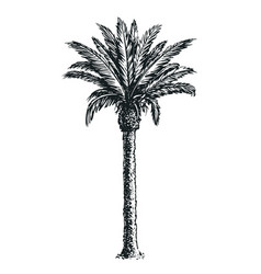 Palm Tree Sketch Vector Images (over 7,900)