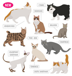 Cat breeds icon set flat style isolated on white Vector Image