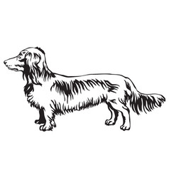 Long Haired Dachshund Dachshunds Vector Images 38