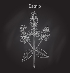 Catnip Vector Images (84)