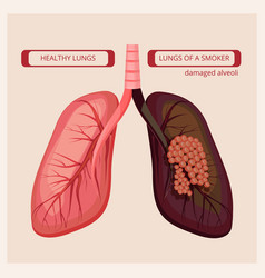 Respiratory system lungs human body Royalty Free Vector