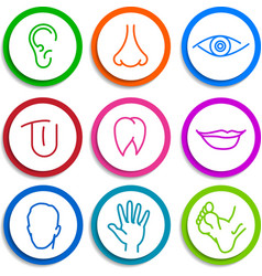 Set of icons human body parts Royalty Free Vector Image