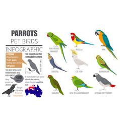 Parrot breeds icon set flat style isolated on Vector Image