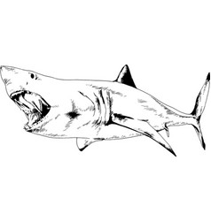 Shark with open mouth Royalty Free Vector Image