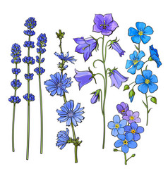 Forget Me Not Sketch Vector Images Over 190