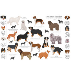 Shepherd and herding dogs collection isolated Vector Image