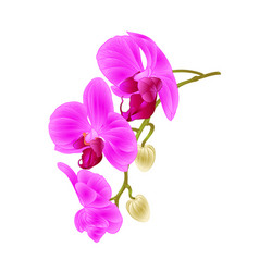 Phalaenopsis Vector Images (over 600)