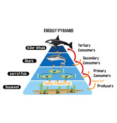 Diagram showing arctic energy pyramid Royalty Free Vector