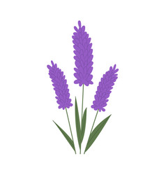 Lavender Drawing Vector Images (over 3,600)