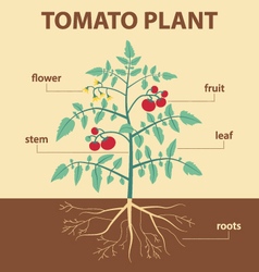 Showing the parts of a tomato plant Royalty Free Vector