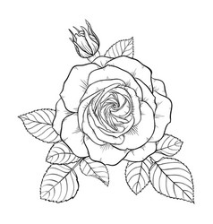 Beautiful black and white bouquet rose and leaves Vector Image