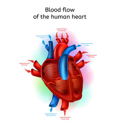 Human heart cross section anatomical flat design Vector Image