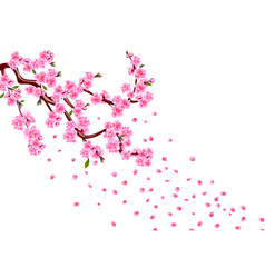 Branches with pink cherry blossoms sakura the Vector Image