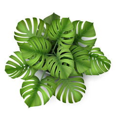 Indoor Plants Top View Vector Images (over 230)