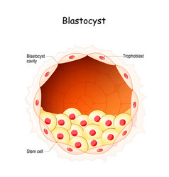 Blastocyst Vector Images (over 260)