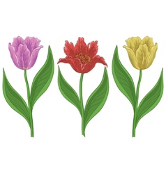Red tulips isolated on white background close up Vector Image