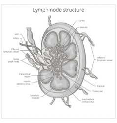 Structure kidney medical Royalty Free Vector Image