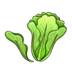 Salad Vector Images (over 64,000)