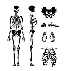 Human bones skeleton silhouette set royalty free vector