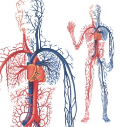 Human biology organs anatomy Royalty Free Vector Image