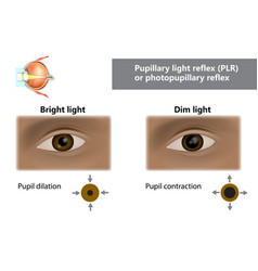 Pupillary light reflex plr or photopupillary Vector Image