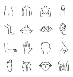 Line human male and female body parts set Vector Image