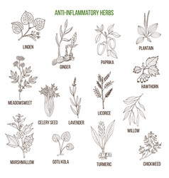 Anti-inflammatory herbs hand drawn set of Vector Image