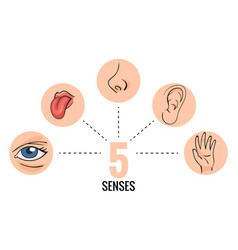 Sensory Organs Nose Smell Eyes Vision Ears Vector Image