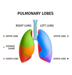 Human lung anatomy diagram Royalty Free Vector Image