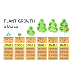 Plant growth stages infographics Royalty Free Vector Image