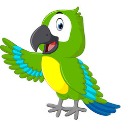 Cute macaw cartoon Royalty Free Vector Image - VectorStock