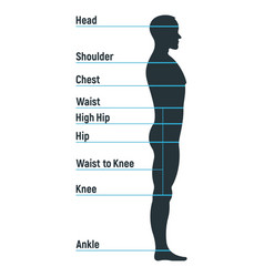 Male size chart anatomy human character people Vector Image