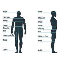 Male Size Chart Anatomy Human Character People Vector Image