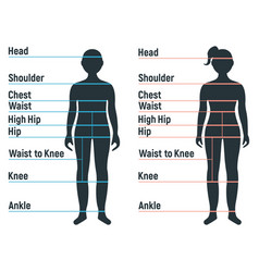 Male and female size chart anatomy human Vector Image