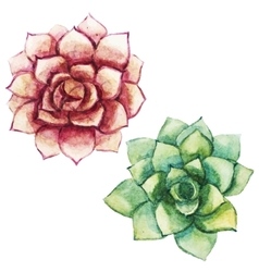 Watercolor Succulent Painting Vector Images Over 600