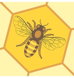 Wings Royalty Free Vector Image - VectorStock