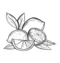 Lemon branch black and white vintage clip art Vector Image