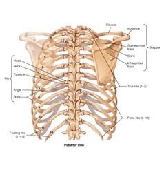 Ribcage Vector Images (85)