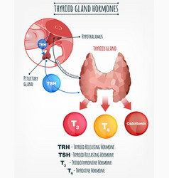 Pancreas image Royalty Free Vector Image - VectorStock