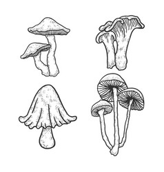 Mushrooms engraving Royalty Free Vector Image - VectorStock