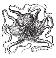 Octopus Line Vector Images Over 2 400