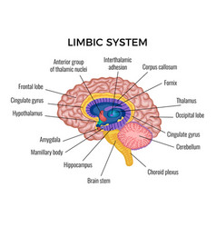 Parts brain educational scheme Royalty Free Vector Image