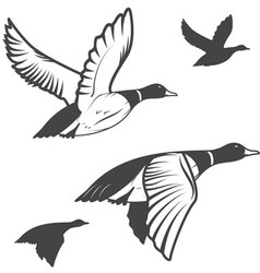 Drake and duck flying Royalty Free Vector Image