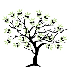 Olive tree Royalty Free Vector Image - VectorStock