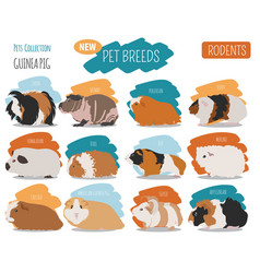 Guinea pig breeds icon set flat style isolated on Vector Image