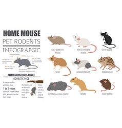 Mice breeds icon set flat style isolated on white Vector Image