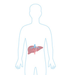 Anatomy liver and stomach realistic Royalty Free Vector