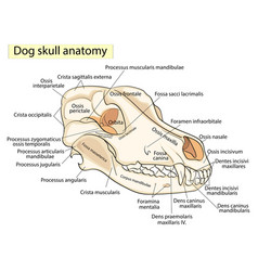 Skull of the dog on the stand anatomy an exhibit Vector Image